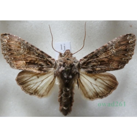 Mniotype adusta (Esper, 1790) Purpurówka ogrodnica Czech1j